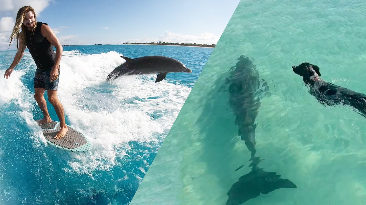 We Are Best Friends With A Wild Dolphin Family