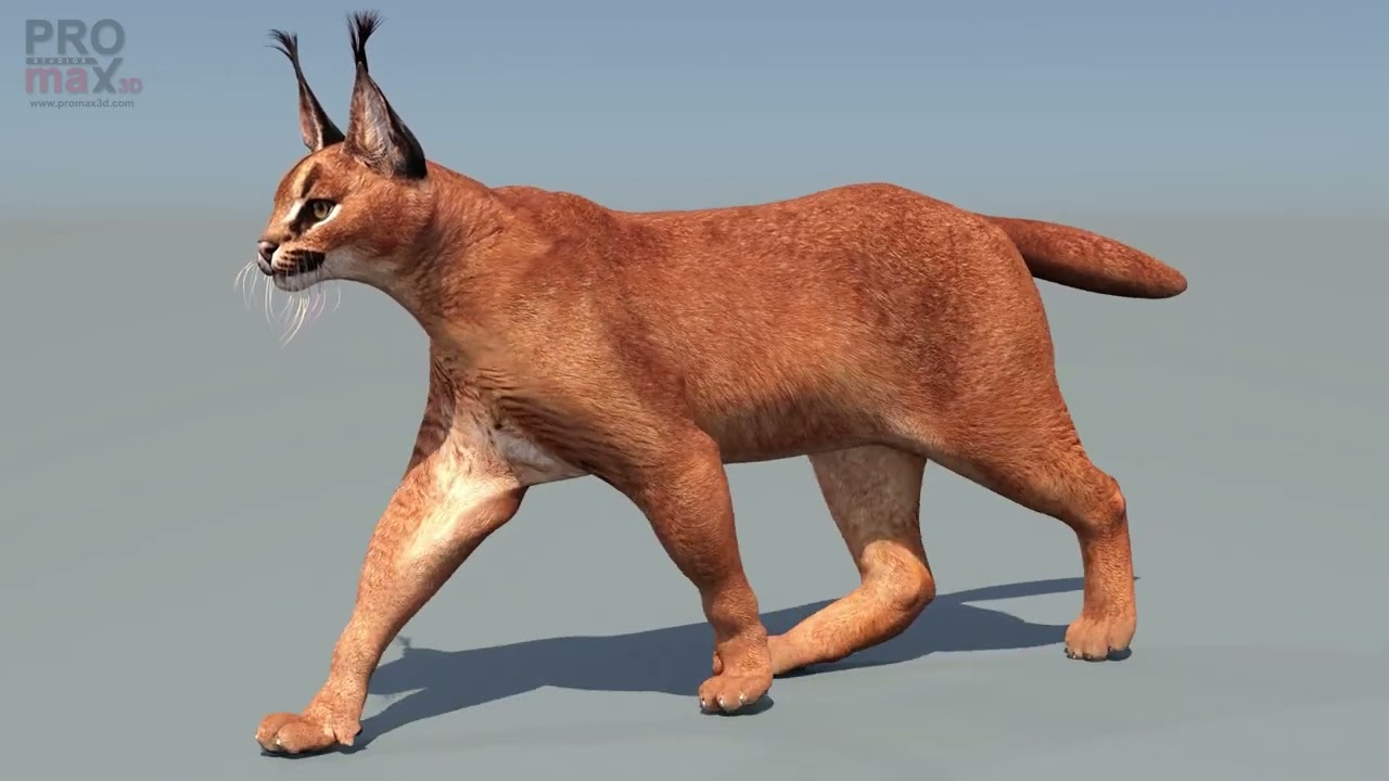 Caracal animasi Model 3D