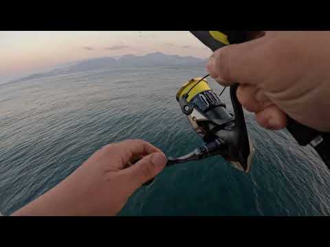 Greece - shore fishing - Amberjack on top water