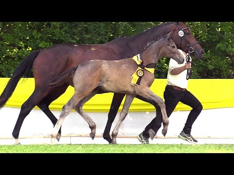 103 HF von Zirocco Blue - Diarado