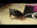 Yorkshire Terrier dogs for sale: Flash - Video 1