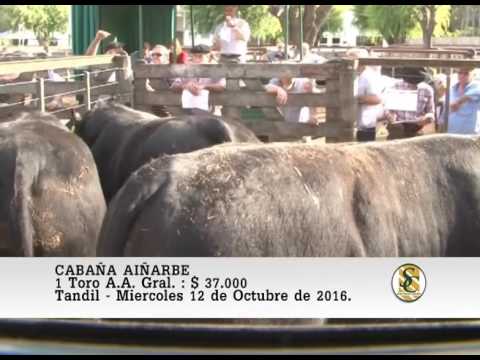 12-10-16 - Venta de Toros - Cabaña Aiñarbe - Tandil