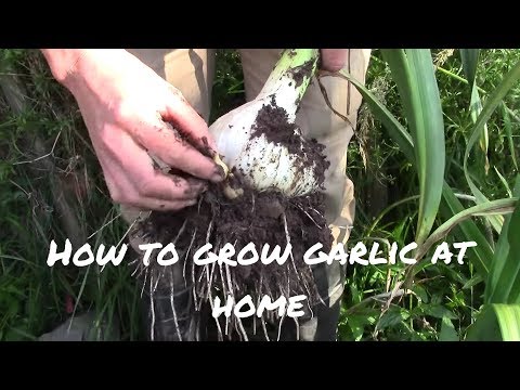 , title : 'زراعة الثوم وكيفية انتاج رؤوس الثوم كبيرة الحجم &  الحلقة الثالثة..Growing garlic'