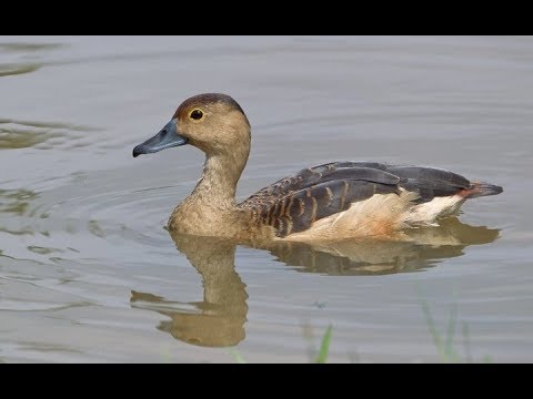Belibis Novyj Trend Smotret Onlajn Na Sajte Trendovi Ru