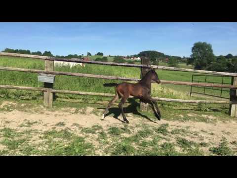 Stutfohlen Cornet Obolensky x Sandro Boy