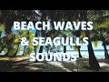 Beach View Seagull Sounds 10 Hours In 1080