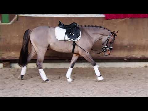 3j Wallach v. Dynamic Star