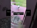 Funny Tuxedo Cat Funny Pets Funnycat Funnypet Animals Cat