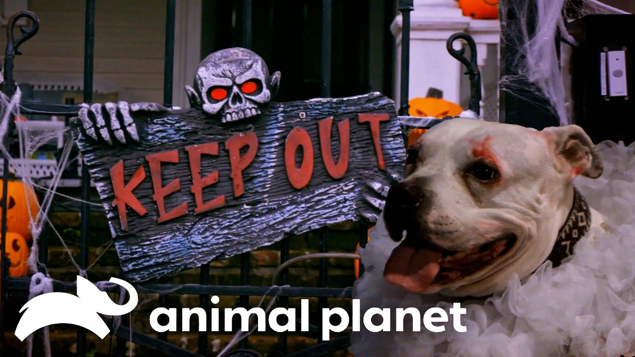 The Cutest Puppy Costume Party for Halloween! | Pit Bulls & Parolees | Animal Planet