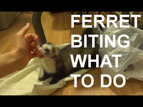 YouTube video about: How do you discipline a ferret?