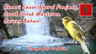 Download lagu Kenari gacor ngerol panjang, cocok untuk masteran burung bahan dengan jeda 10 detik mp3