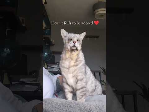 Meet the World's Oldest Cat and Rescue gives a second chance at the life they deserve#OldCat #Cats"