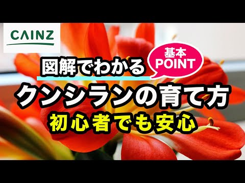  5 つの簡単なステップで蘭を正しく世話するにはどうすればよいですか?  庭園