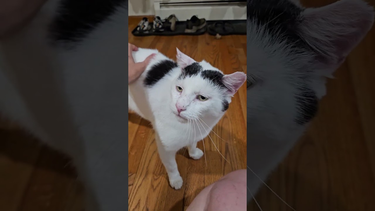 Elmer-LAP CAT! FIV+, a Adoptable mixed breed in Berlin, CT video 2/6