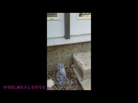 screaming at caterpillars