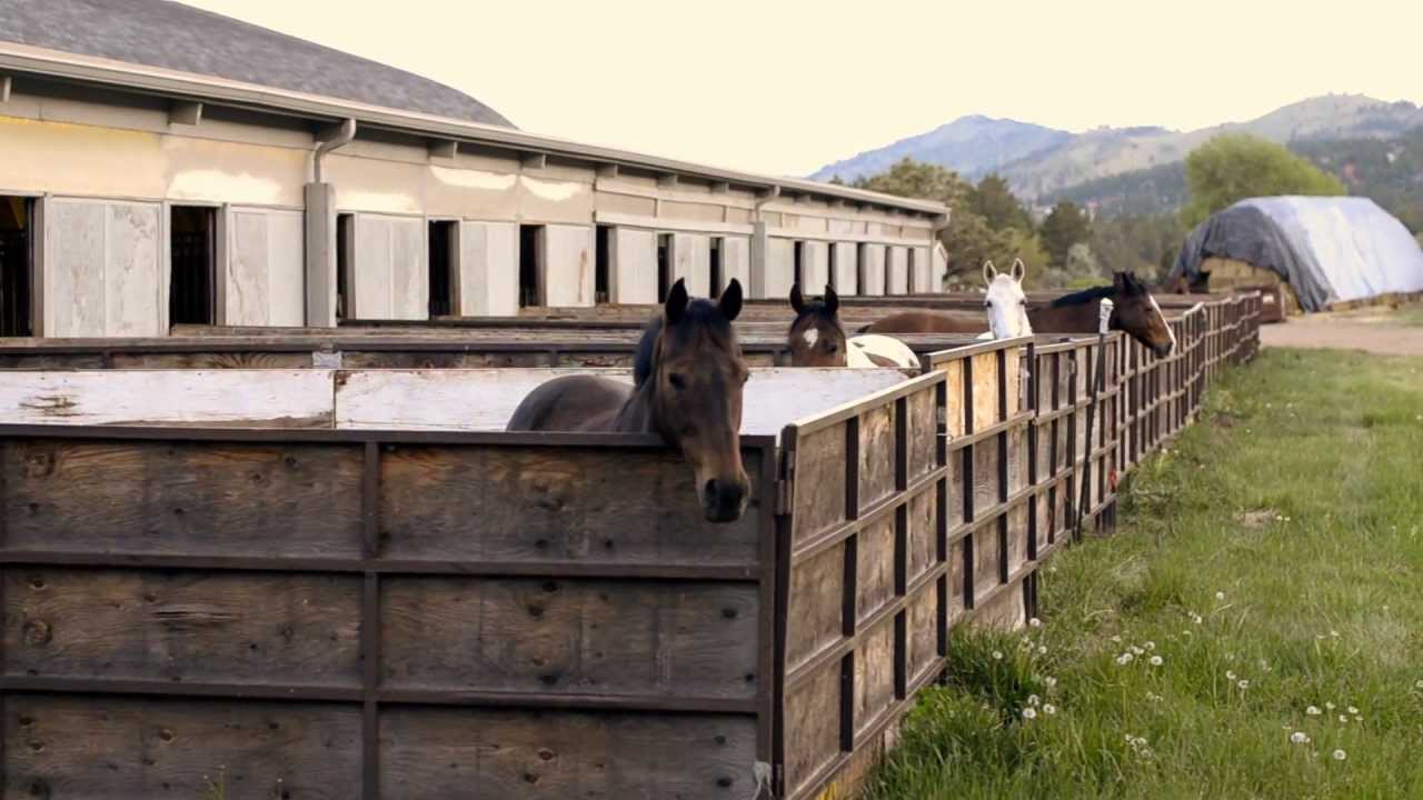 Equestrian Farm by Creative Coop