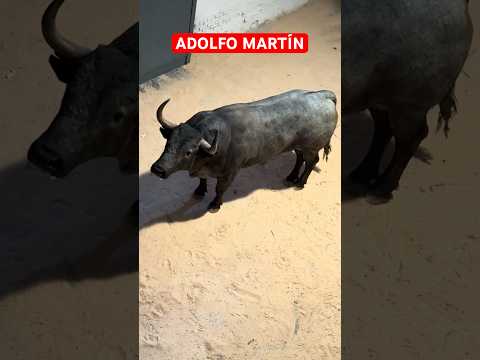 Los toros de Adolfo Martín abrirán la temporada en Las Ventas el 23 de marzo