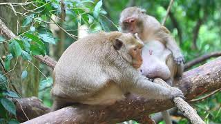 Mama Daisy Climb Relax Sit Remove Lice for Mak and Her Son Demi on  Oct 26,2025/Vs.5k700. Ambers
