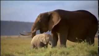 C C Catch - Night in Africa