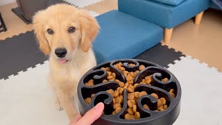 【Prevention of eating fast】He can now eat crispy dry food Golden retriever puppy Bisuke