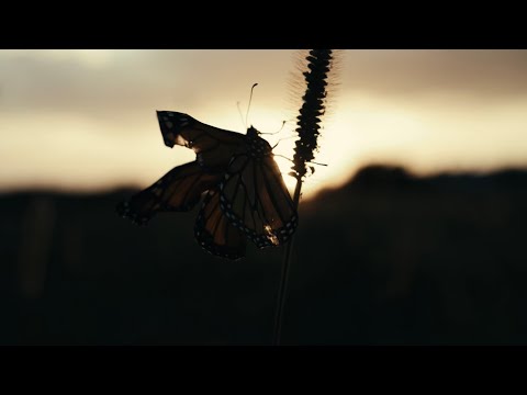 Bryce Fox - Butterfly (Official Music Video)