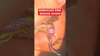 Download lagu CARA MEMASANG RING BURUNG SOGON | 100% BERHASIL! #sogon #ringburung #tutorial mp3 Download lagu CARA MEMASANG RING BURUNG SOGON | 100% BERHASIL! #sogon #ringburung #tutorial mp3