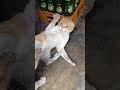 Extreme Cat Fight