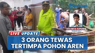 Cuaca Ekstrem, Pohon Aren Besar Tumbang Menimpa 9 Orang yang Berteduh, 3 Korban Meninggal Dunia