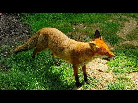 Fox in my Autumn Secret Garden video