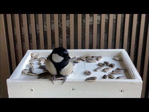 なぜ鳥たちは餌箱に来ないのですか？羽鳥を引き寄せるための適切な解決策  庭園