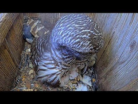 Barred Owl Female Rises To Show Off Duo Of Fluffy Owlets – April 10, 2025