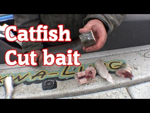How to cut skipjack for catfish bait