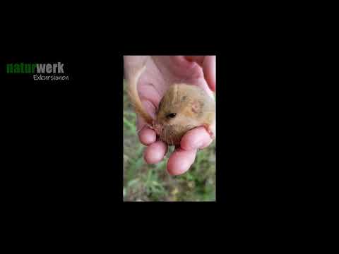 Plch lieskový (Muscardinus avellanarius) — pozorovanie v lese