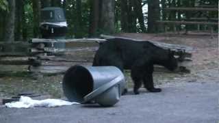 preview picture of video 'Black Bear Trash Can Fail at Kingdom Come State Park in Cumberland, Ky'