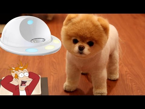 5 Cool Inventions For Your Dog #4 ✔ Video