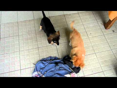 Skype & Chat & Plastic bag