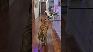dog or tigris?