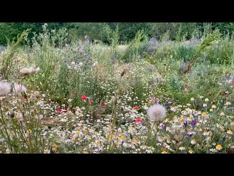 Amanecer en el Bosque