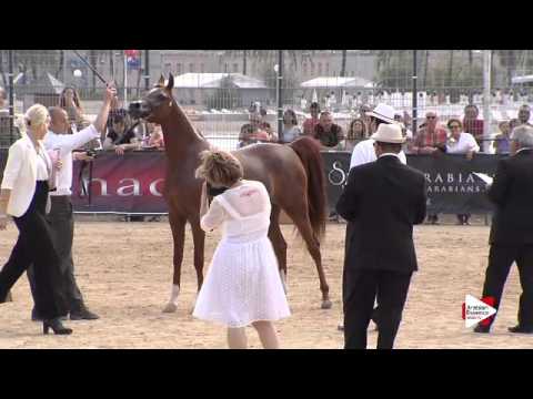 N.49 DEEM AM - Menton 2015 - Fillies 3 years old (Class 3)