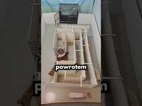 Który Pies Jest NAJMĄDRZEJSZY?!🐶😲