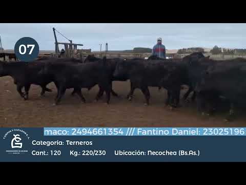 Lote Machos - Necochea Bs As