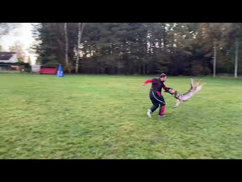 Arnika Mirava ( Romeo z Jukasu x Onyxia Duffmar ) defence 10/2022