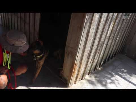 Vídeo de BOOMER