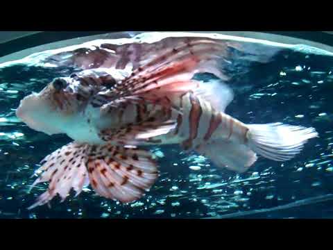 Biba Dushi goes Disney 2010