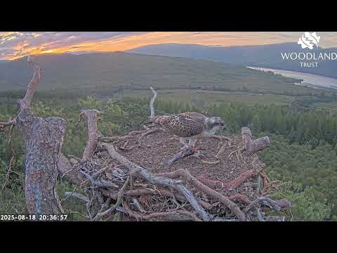 Darach the Loch Arkaig Osprey chick departs with his colourful fish against a sunset sky 18 Aug 2025