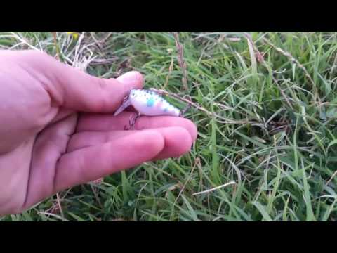 Spinning la clean : Small river with amazing chub fishing c&r nr. 21