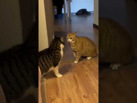 So streiten sich Katzen 😂😂