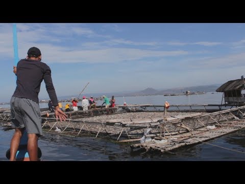 Paano mabawasan ang epekto ng Fish kill | TatehTV Episode 22 Video