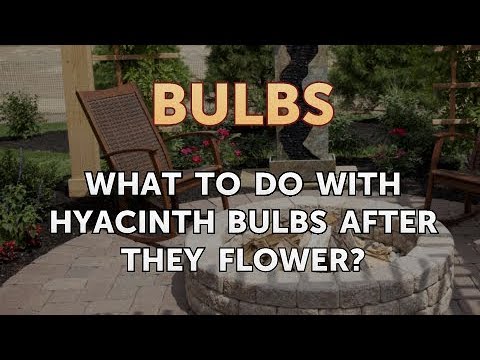 How to Care for a Gladiolus After It Blooms