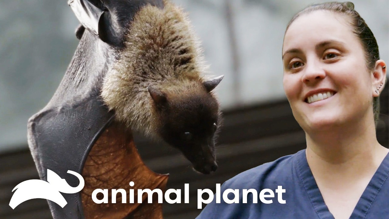 Bat Adventures at the Bronx Zoo 🦇 | The Zoo | Animal Planet